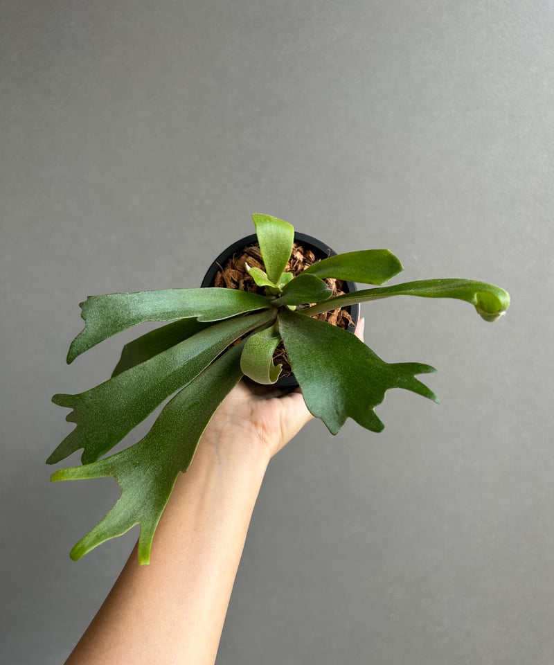 ビカクシダ ウィリンキー cv. ノース スター スポアリング