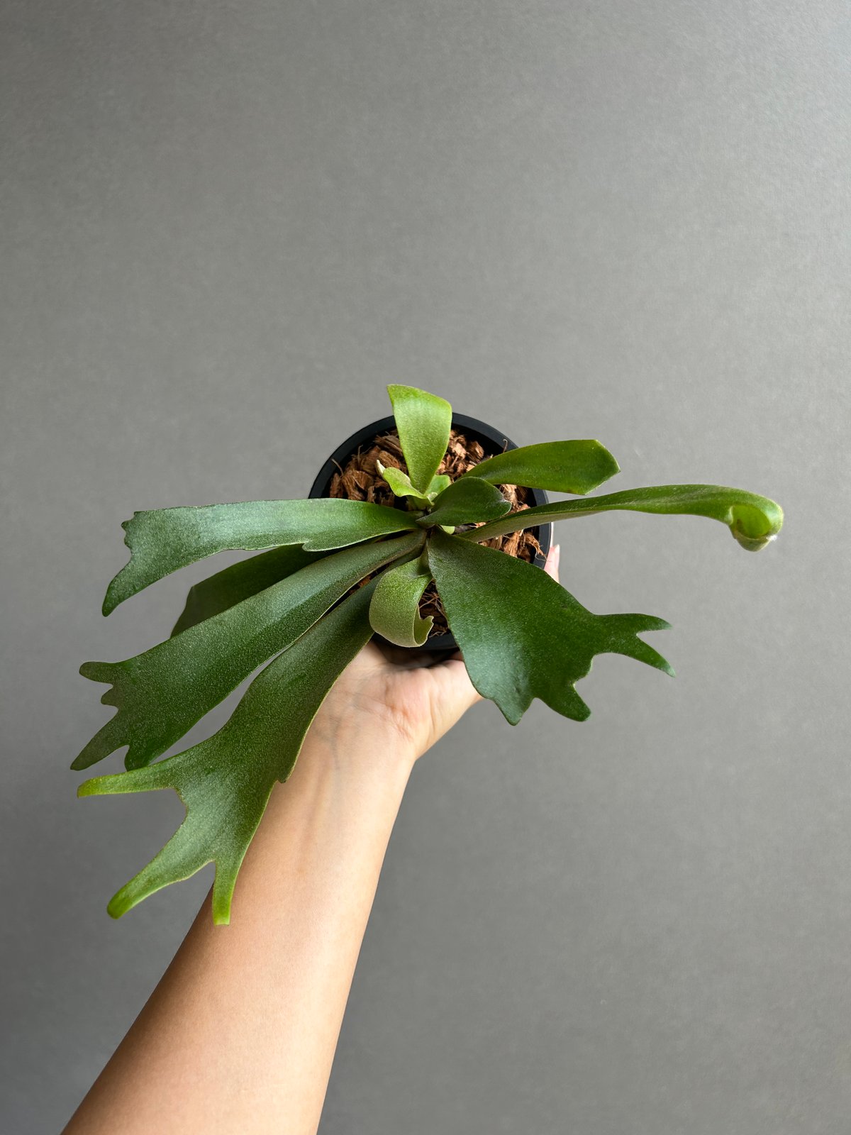 Titanium series spore select ビカクシダ P. Willinckii cv. High Shield “Select Form” (sporelings