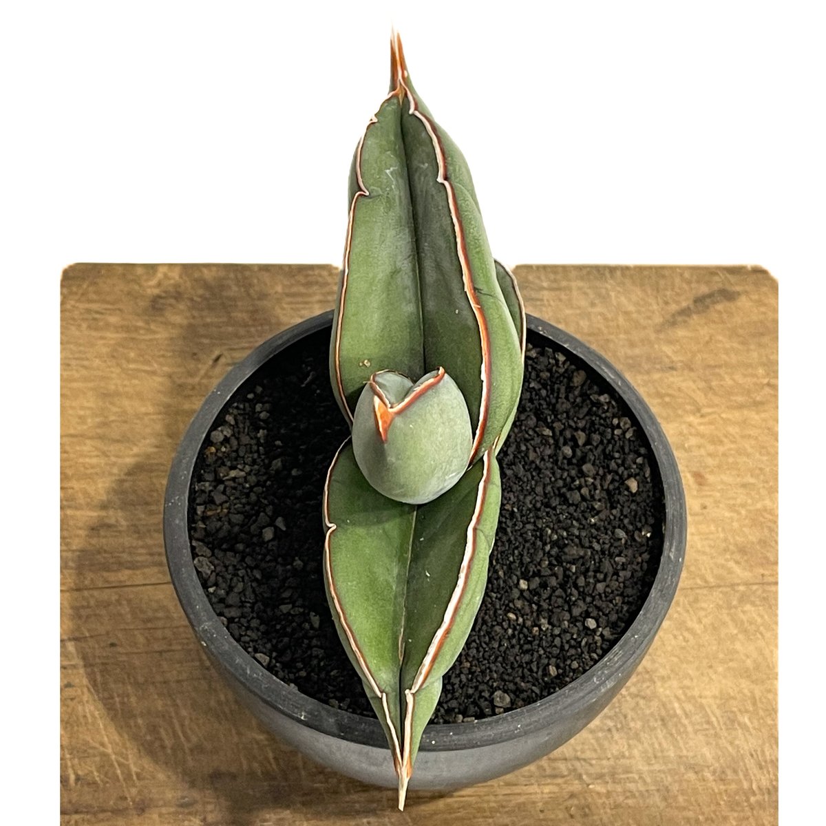 サンセベリア エーレンベルギー バナナ 「Sansevieria サンセベリア エーレンベルギー バナナ 「Sansevieria
