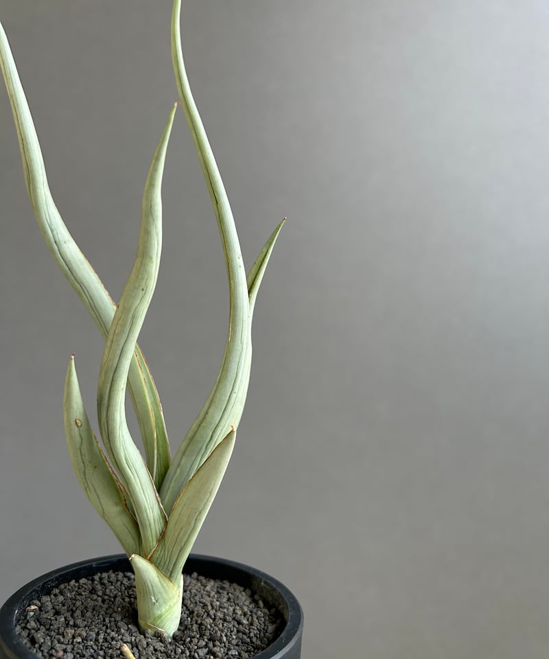 サンセベリア シルバー スパイラル「Sansevieria Silver Spiral (f