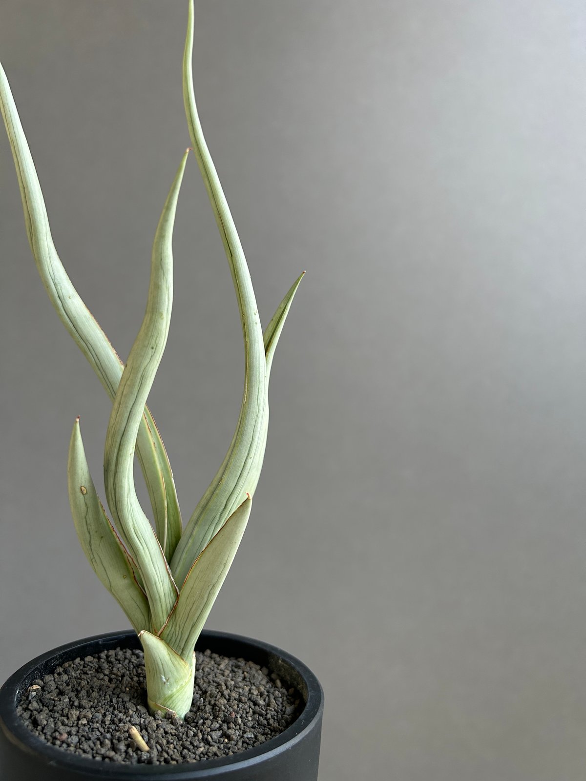 【子株】サンスベリア シルバースパイラル　カラータグ:赤 子株】サンスベリア シルバースパイラル カラータグ:赤