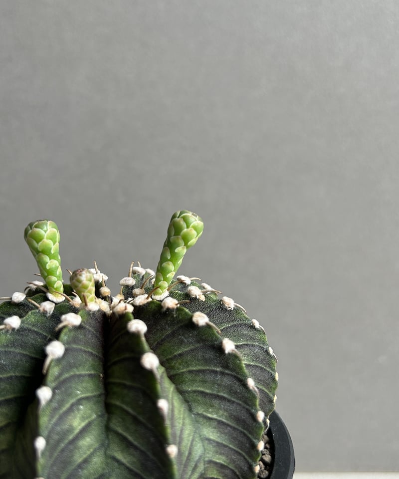 ギムノカリキウム フリードリッヒィ VOS1241 KG “選抜個体”(実生