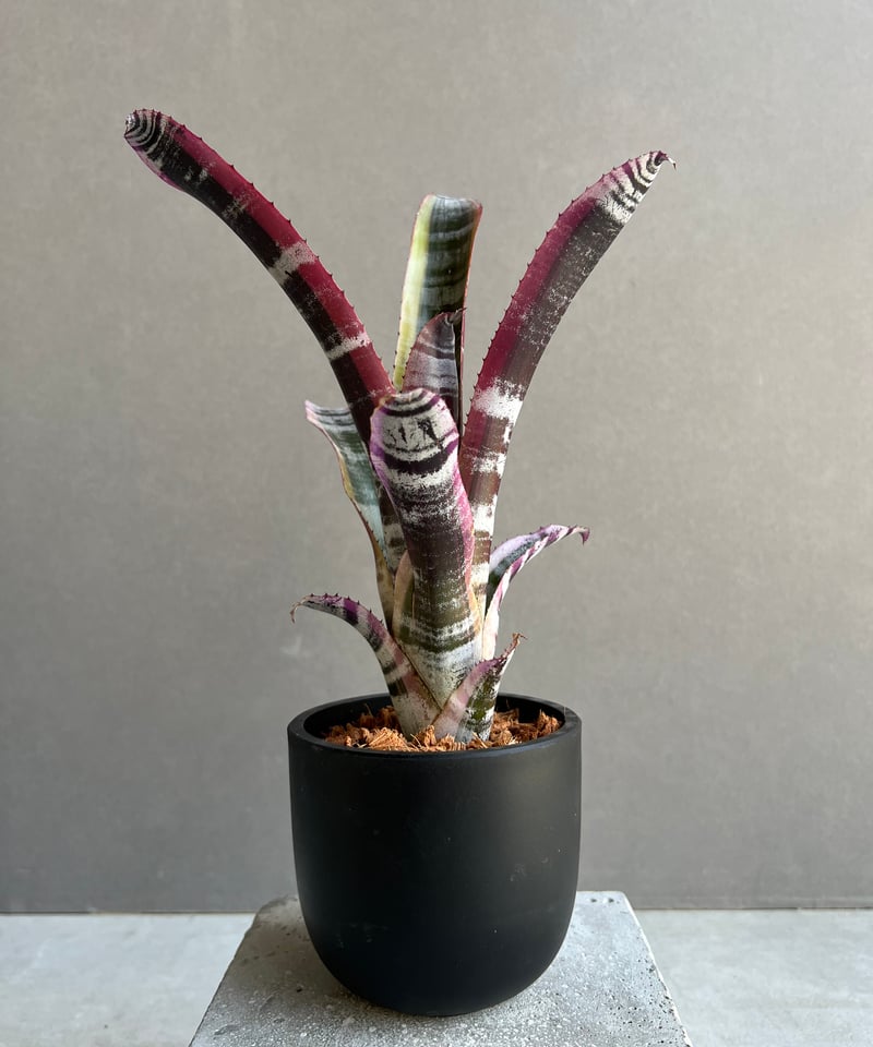 ブロメリア・エアープランツ Aechmea Otto Aechmea Otto