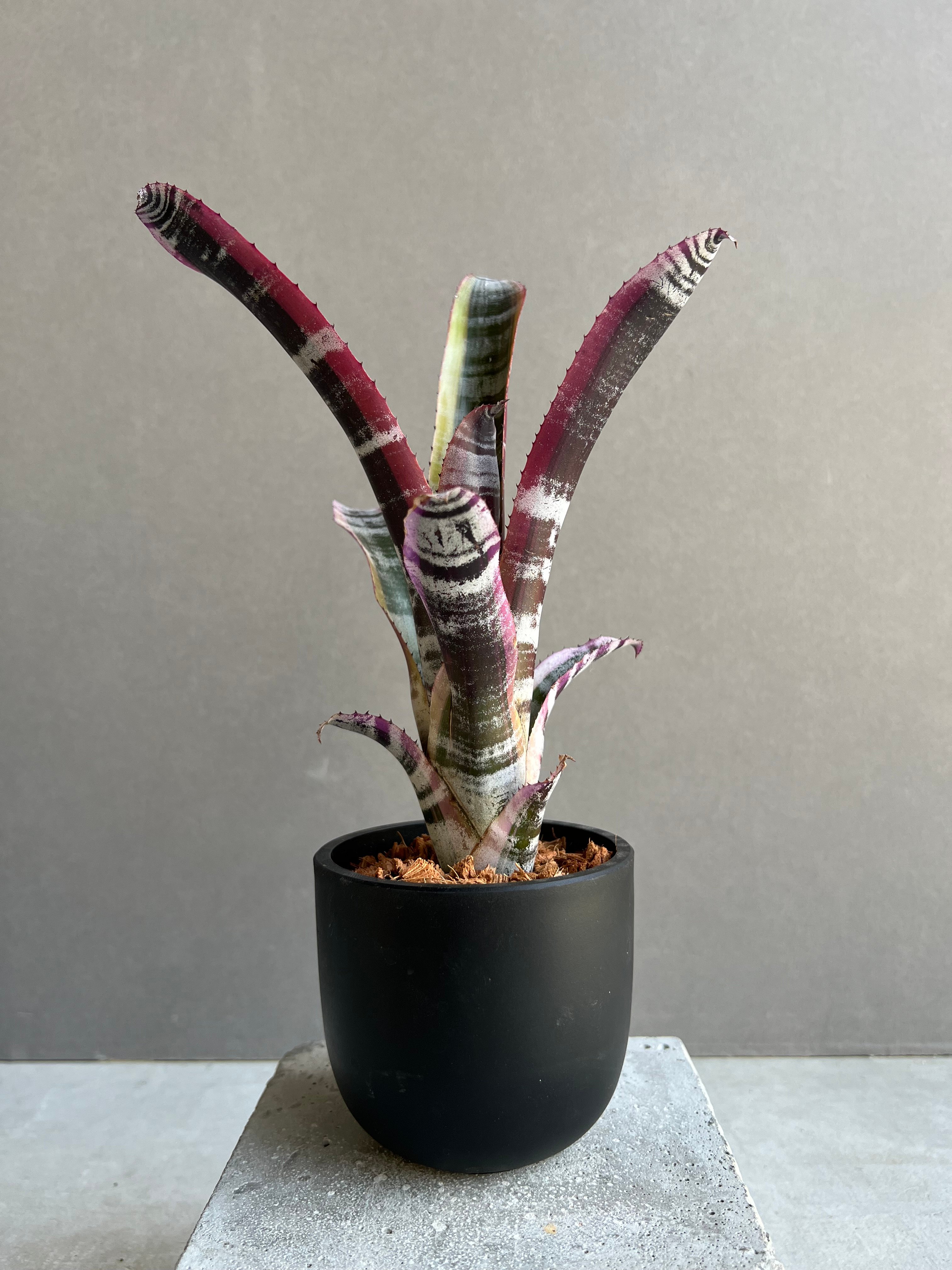 希少　Aechmea Otto エクメア　オットー　超美株　タンクブロメリア エクメア オットー 「Aechmea Otto」15C | SHOUCHIKUEN