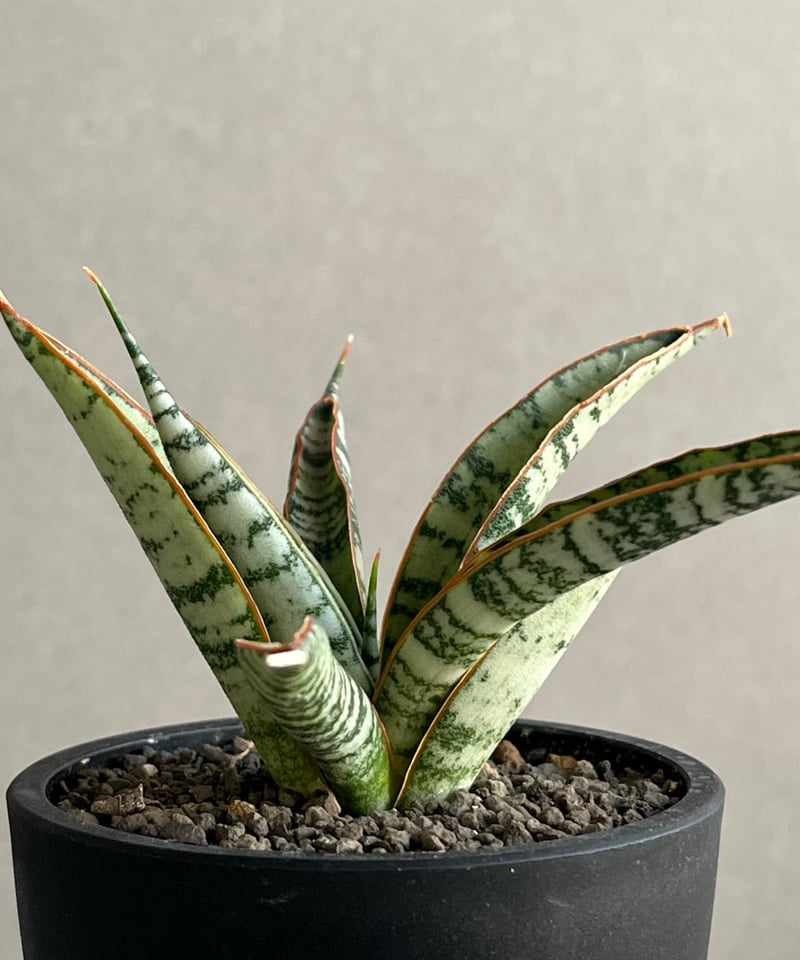 サンセベリア アンヤマニー ハイブリッド 「Sansevieria Unyamanee Hy