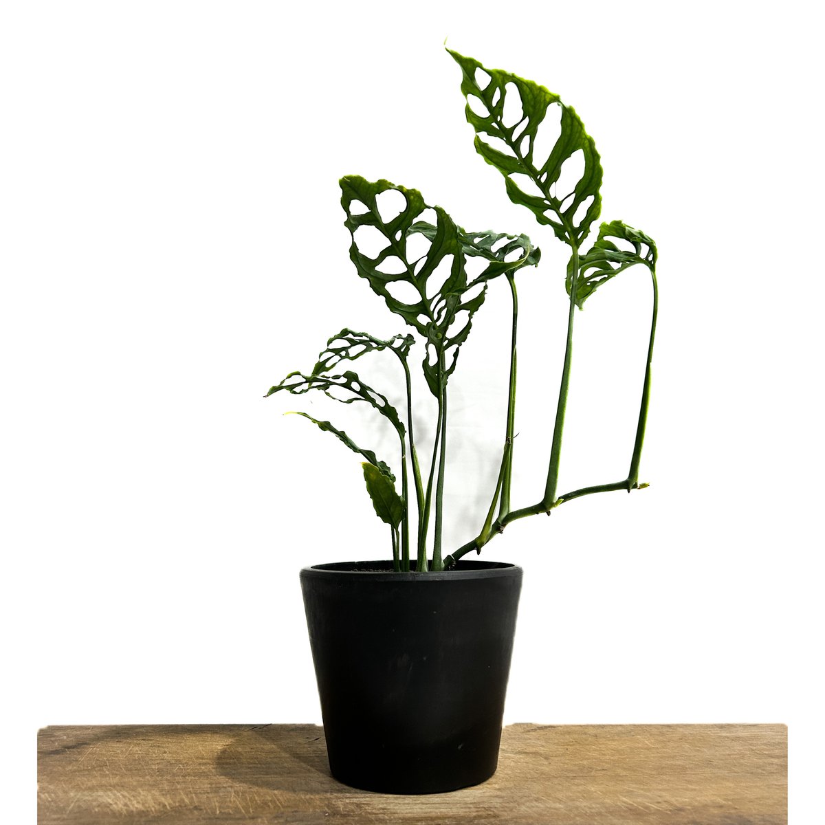 モンステラ オブリクア ペルー「Monstera obliqua Peru」27F-3 | S