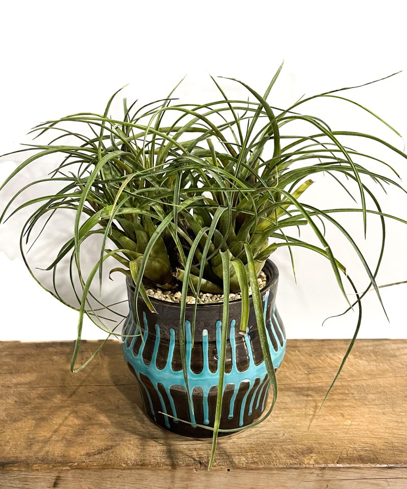 フリーセア フランメア 「Vriesea flammea+ Masaki Tomabechi