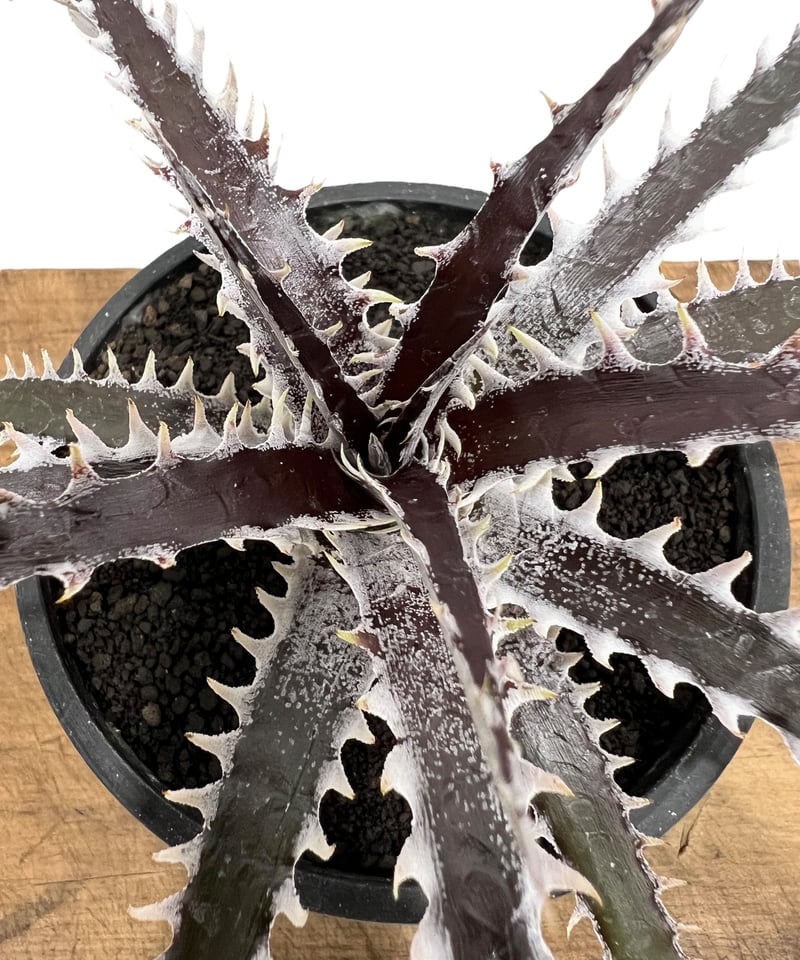 Dyckia ‘Samurai’ ディッキア 中株 Dyckia 'Samurai' ディッキア 中株