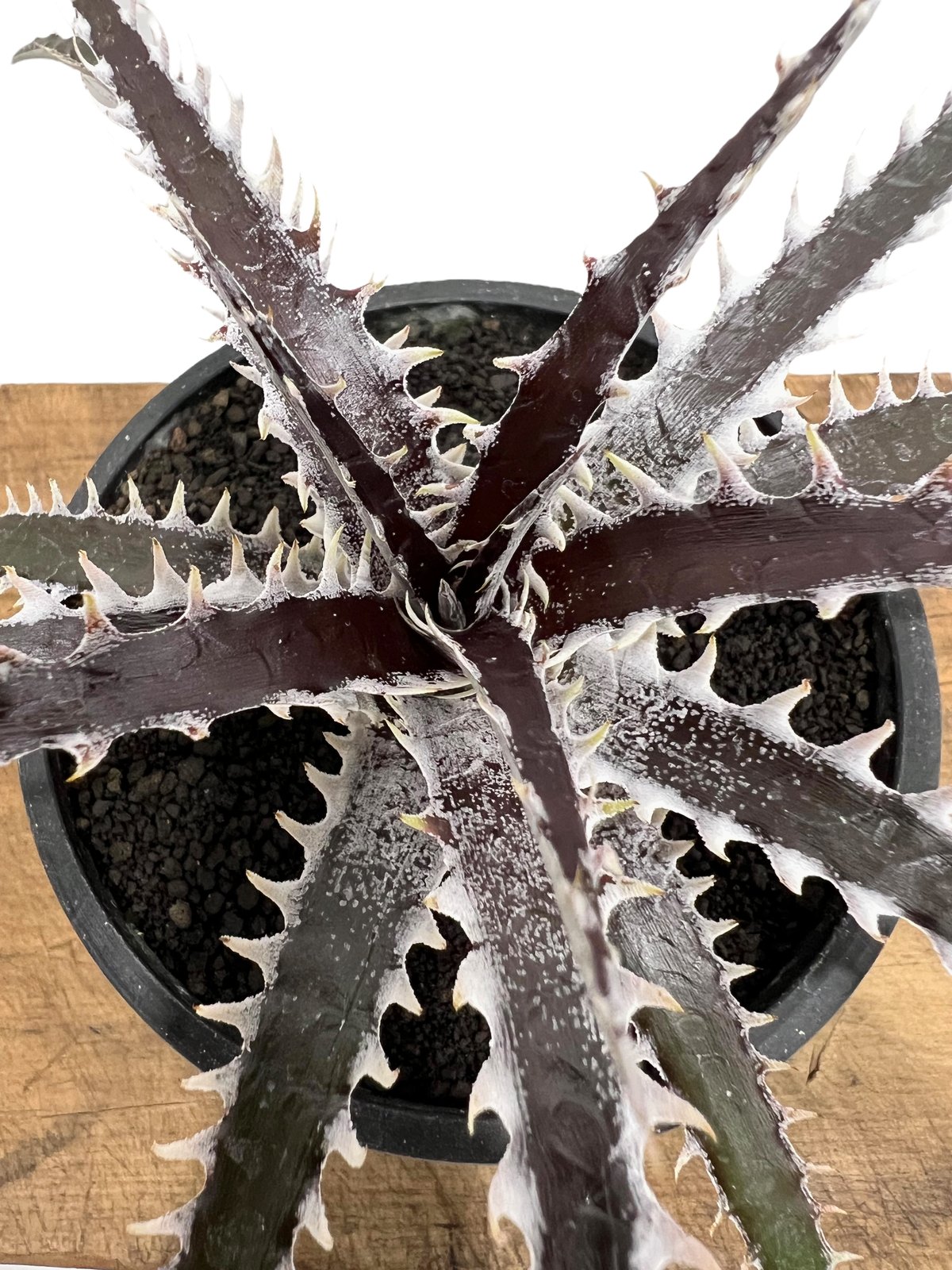 Dyckia 'Samurai' (ディッキア サムライ) | ~龍の巣窟~