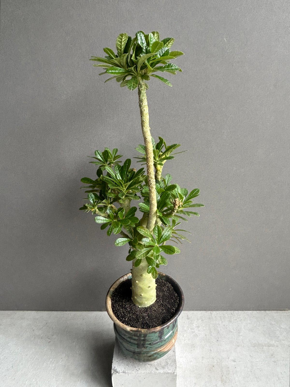 ドルステニア ギガス ドルステニア ギガス / Dorstenia gigas no.51416 | 芽の巣山
