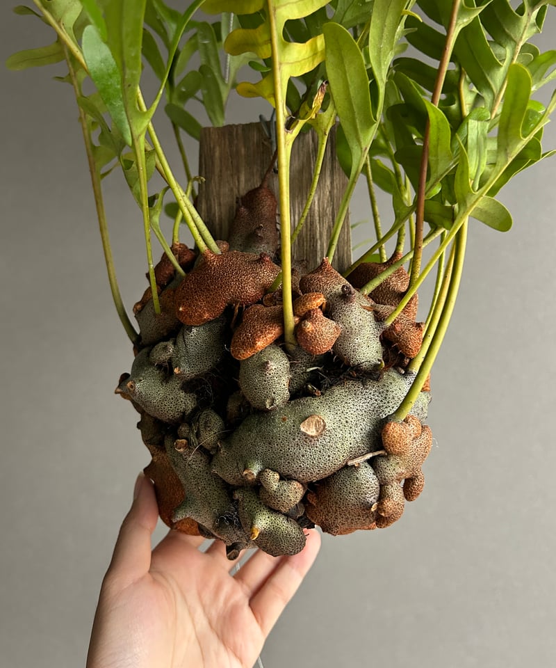 レカノプテリス クルスタセア「Lecanopteris crustacea」60J | SHO