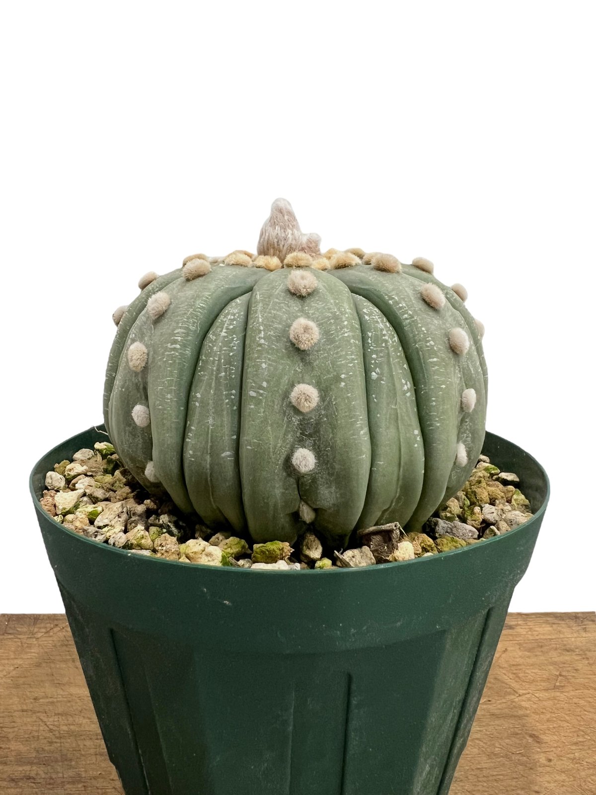 アストロフィツム 瑠璃兜(実生) 「Astrophytum asterias f. nudu