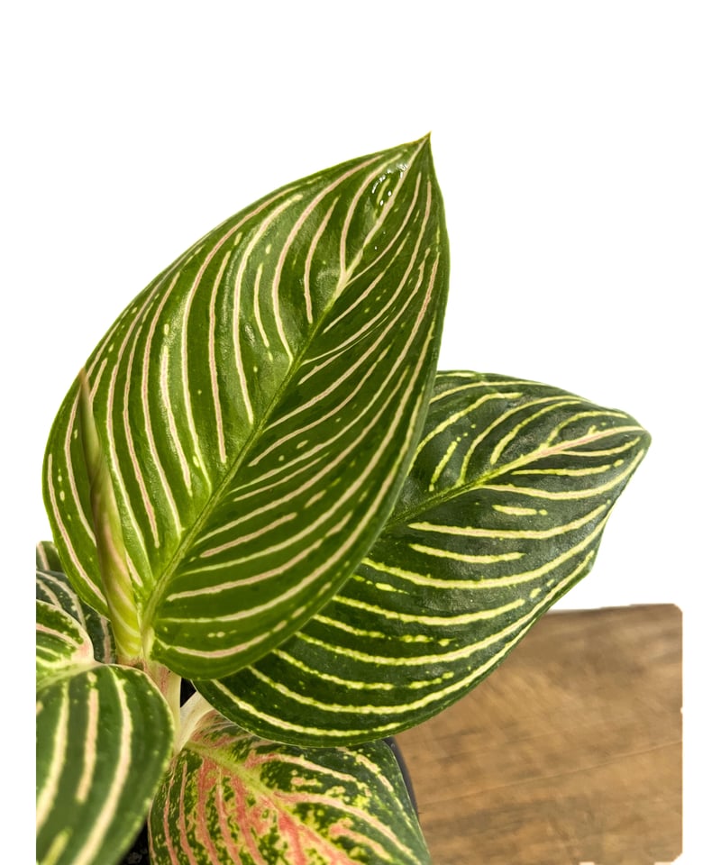 アグラオネマ ゴールデンホープ「Aglaonema Golden Hope」9/7-89C-1