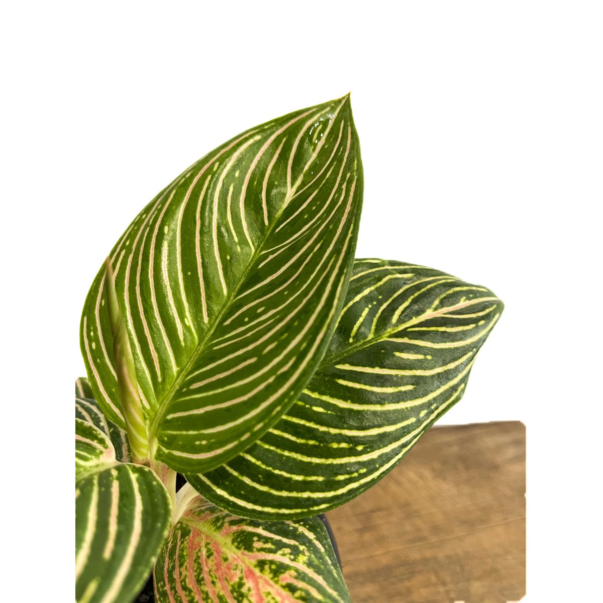 アグラオネマ ゴールデンホープ「Aglaonema Golden Hope」9/7-89C-1