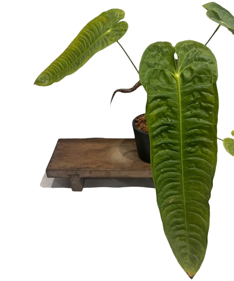 アンスリウム ベイチー 「Anthurium veitchii 」82V | SHOUCHIKUEN アンスリウム ベイチー 「Anthurium veitchii 」82V | SHOUCHIKUEN