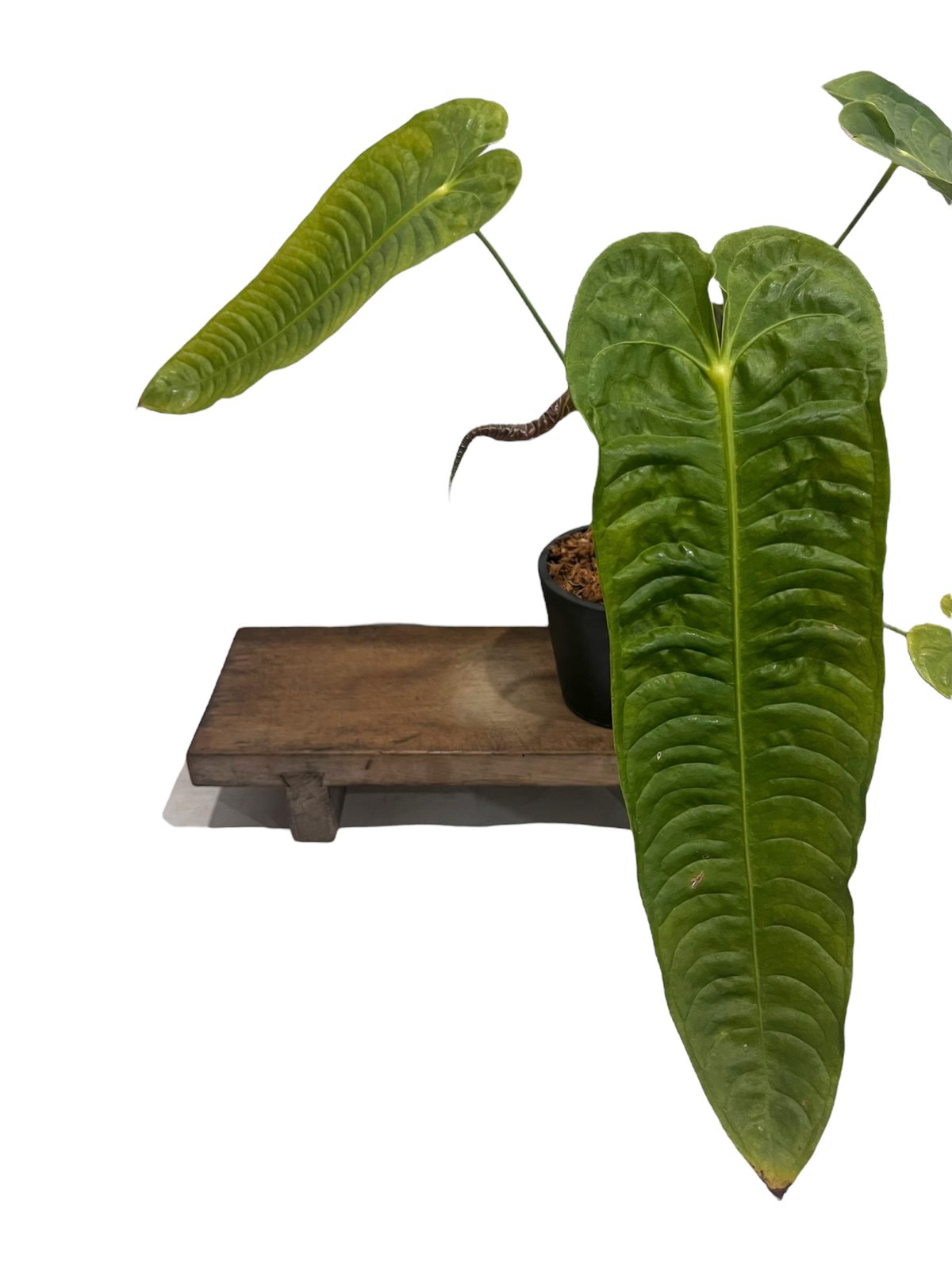 アンスリウム ベイチー 「Anthurium veitchii 」82V | SHOUCHIKUEN アンスリウム ベイチー 「Anthurium veitchii 」82V | SHOUCHIKUEN