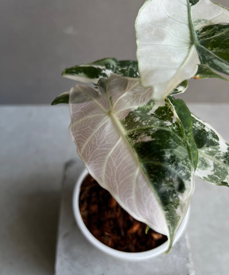 アロカシア ハイブリッド 選抜個体 「Alocasia pink dragon albo アロカシア ハイブリッド 選抜個体 「Alocasia pink dragon albo