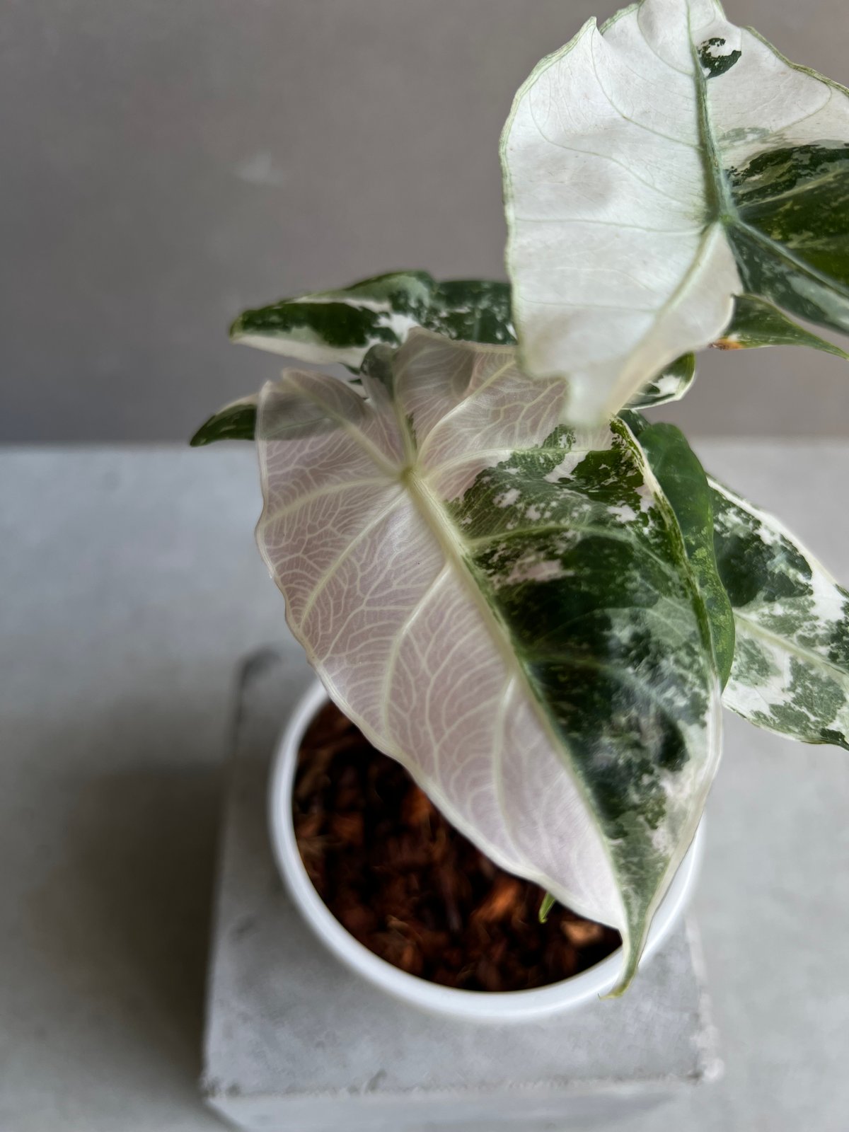 アロカシア ハイブリッド 選抜個体 「Alocasia pink dragon albo アロカシア ハイブリッド 選抜個体 「Alocasia pink dragon albo