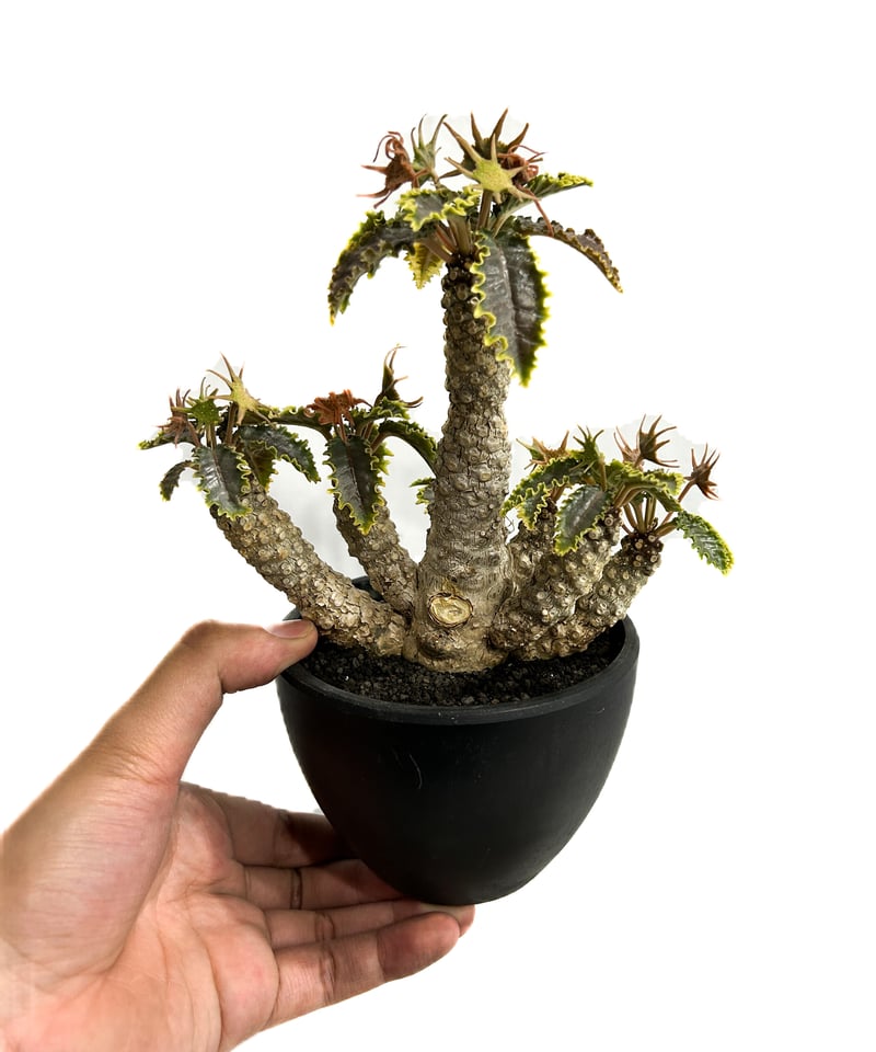 ドルステニア ラブラニー × ホルウッディ 多頭タイプ「Dorstenia
