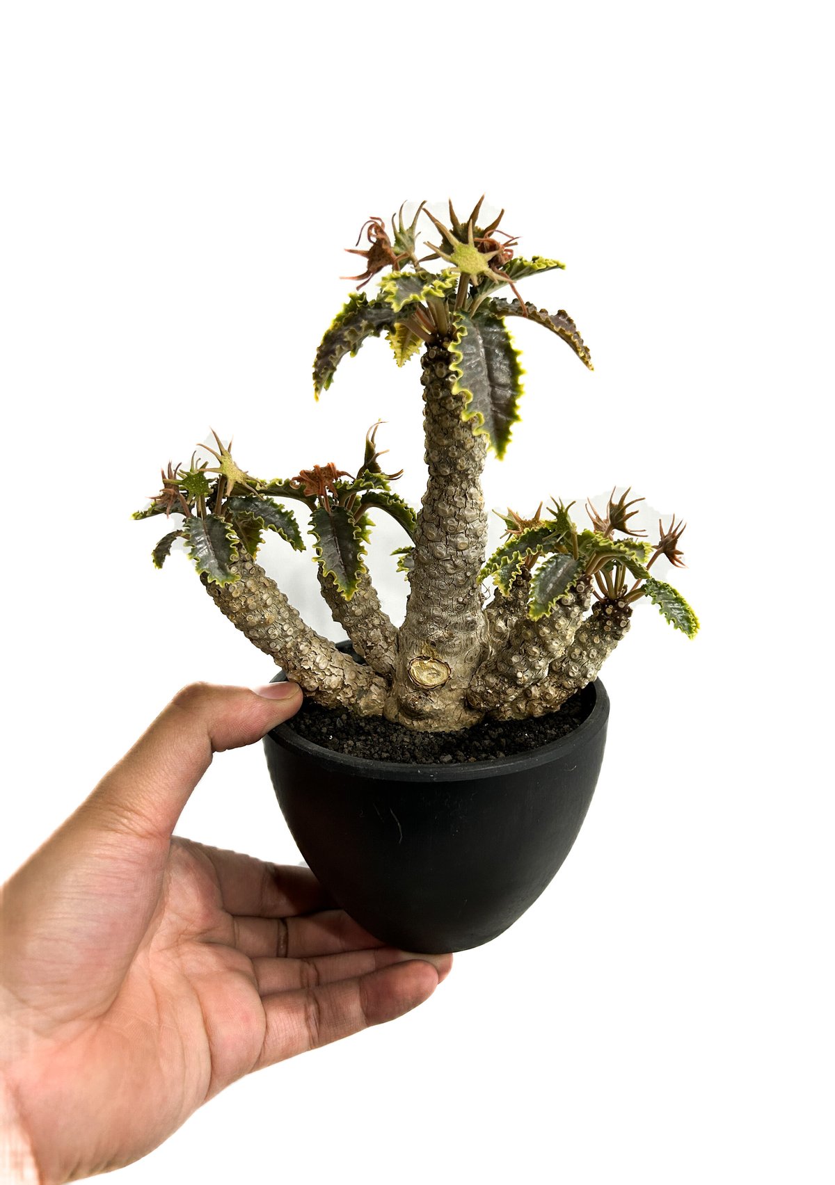 ドルステニア ラブラニー × ホルウッディ 多頭タイプ「Dorstenia