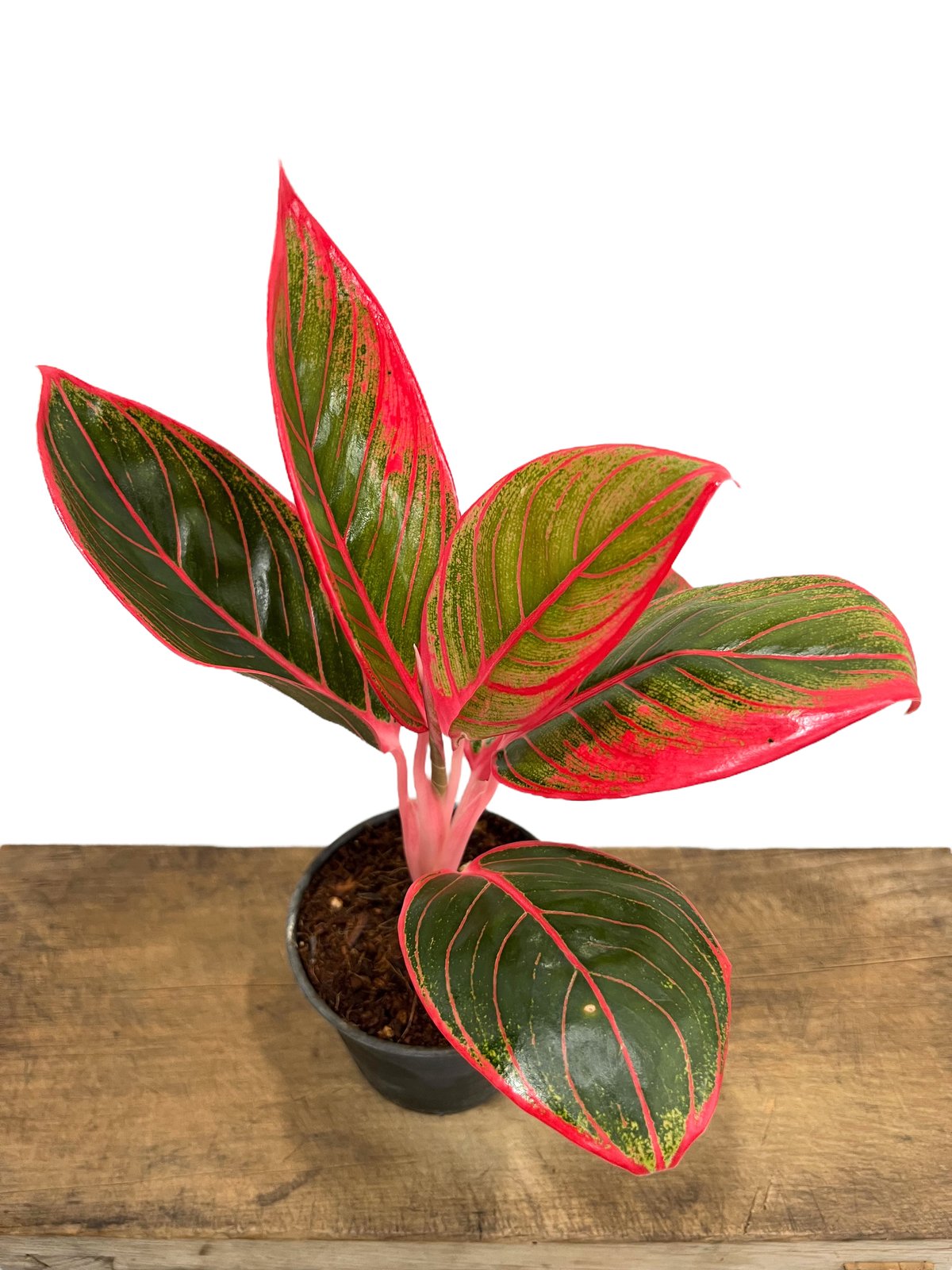 超希少❗️アグラオネマ　カンザ✨ fit=scale-down,w=1200