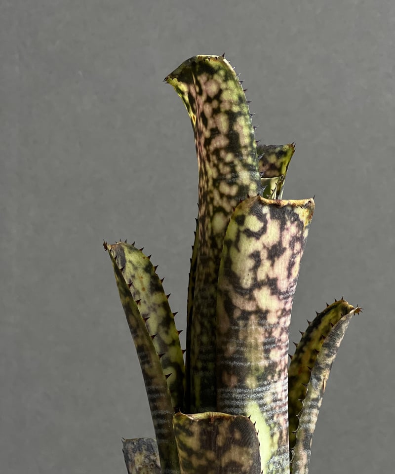 ビルベルギア ライムストーン「Billbergia Limestone」42W