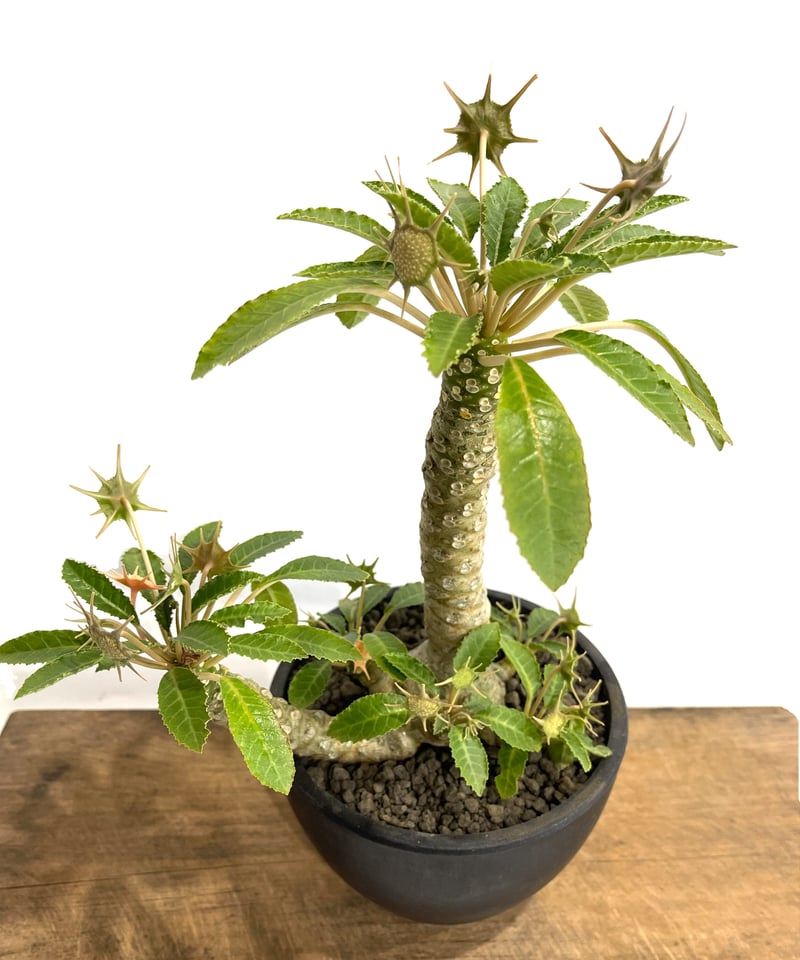 ドルステニア ラブラニー x フォエチダ「Dorstenia lavrani x foetid