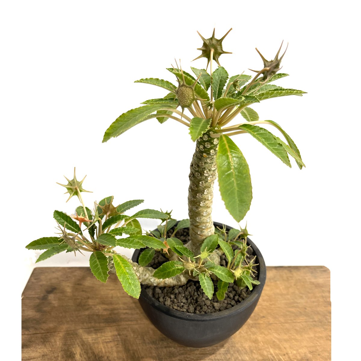 ドルステニア・フォエチダ　モンスト まるでモンスター!? なドルステニア・フォエチダ - 多肉植物通販