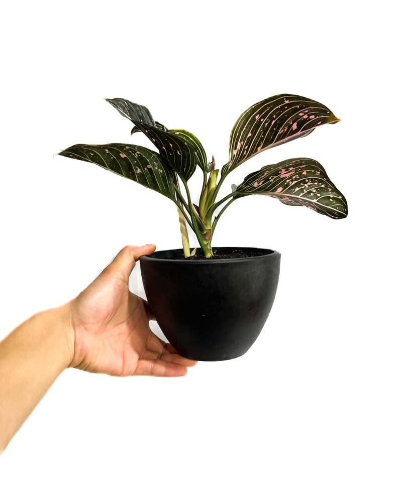 アグラオネマ シティ (選抜個体)「Aglaonema Siti (Select)」3/23-