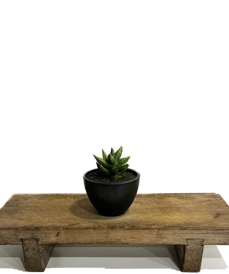 サンセベリア ミン マニー 「Sansevieria Ming Manee by Unyama