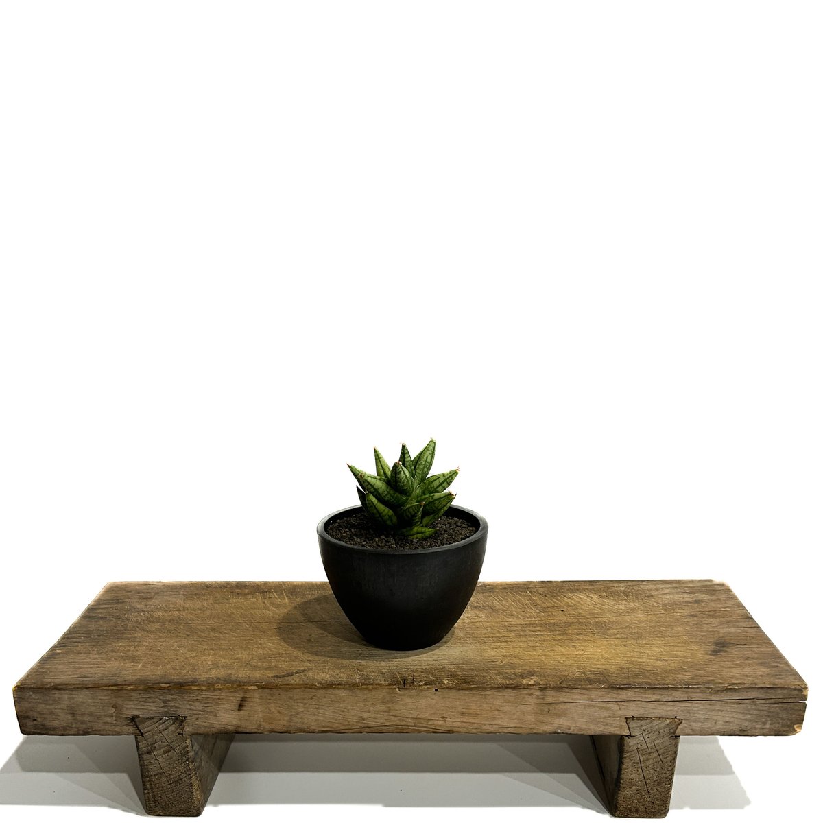 サンセベリア ミン マニー 「Sansevieria Ming Manee by Unyama