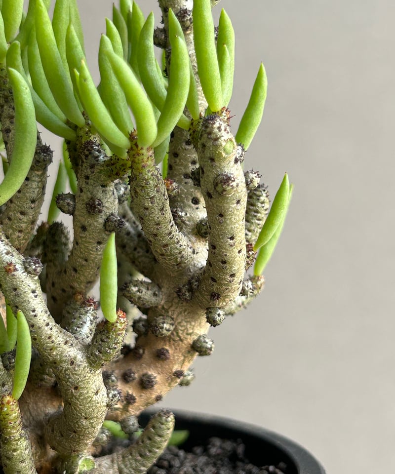 チレコドン ブッコルジアヌス「Tyleodon buchholzians」71L | SHOU