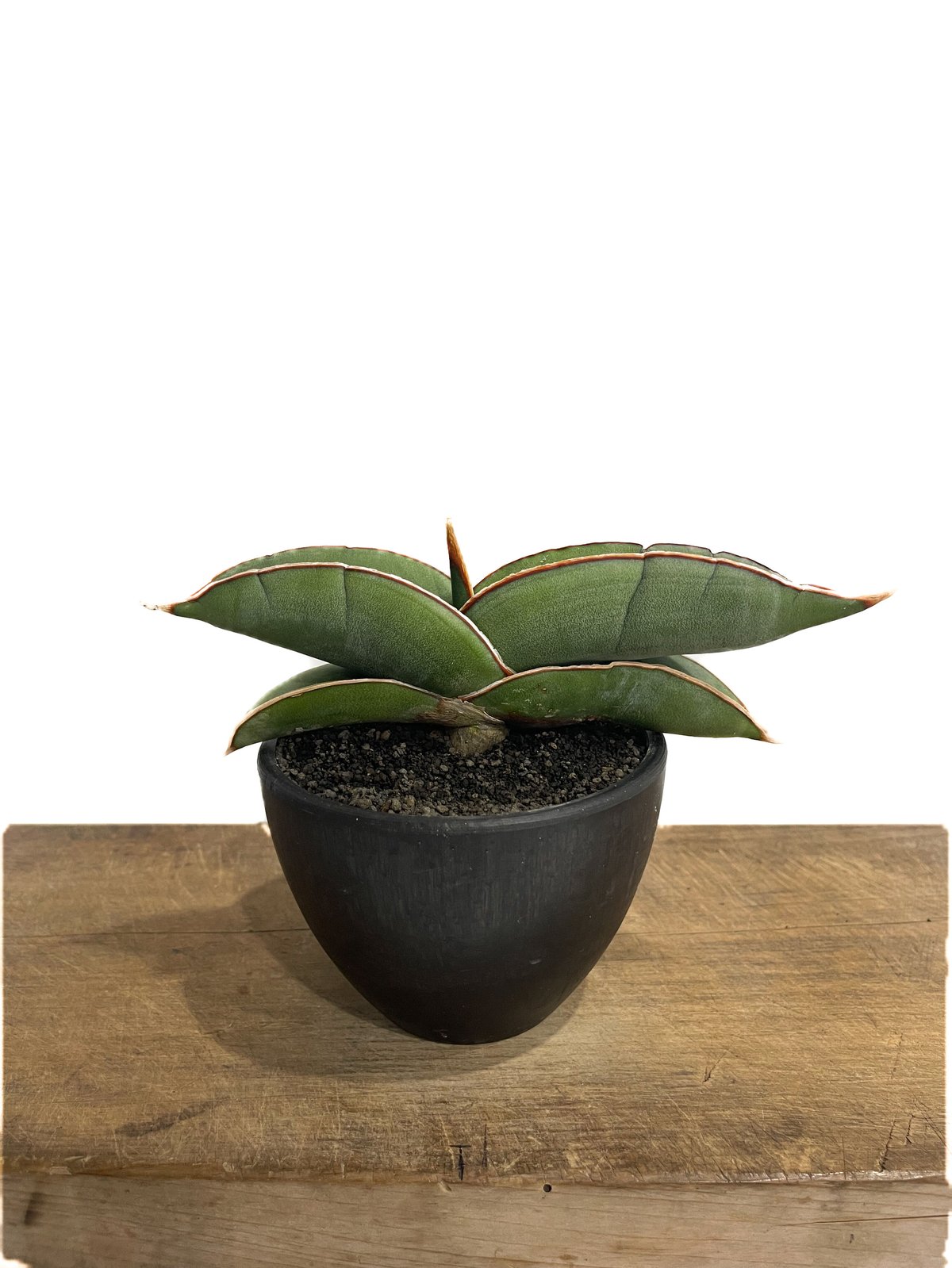 サンセベリア エーレンベルギー バナナ 「Sansevieria ehrenbergii Ba