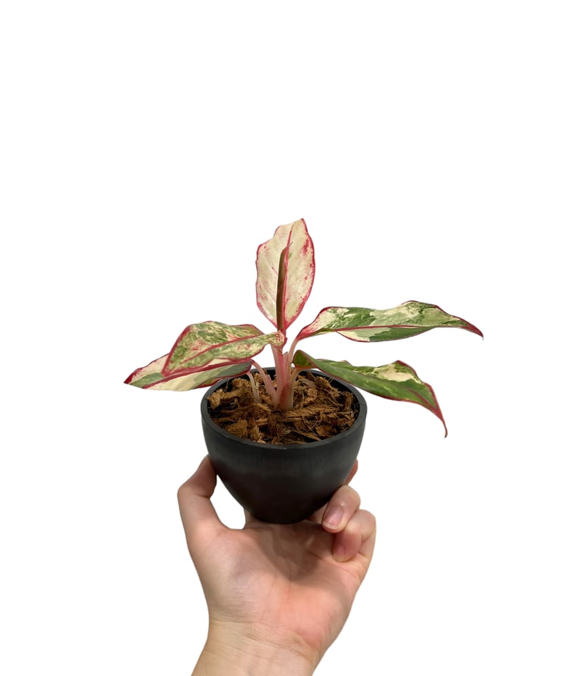 激レア　アグラオネマ　Aglaonema サイアムオーロラ アグラオネマ 'サイアム・オーロラ' (Aglaonema 'Siam Aurora