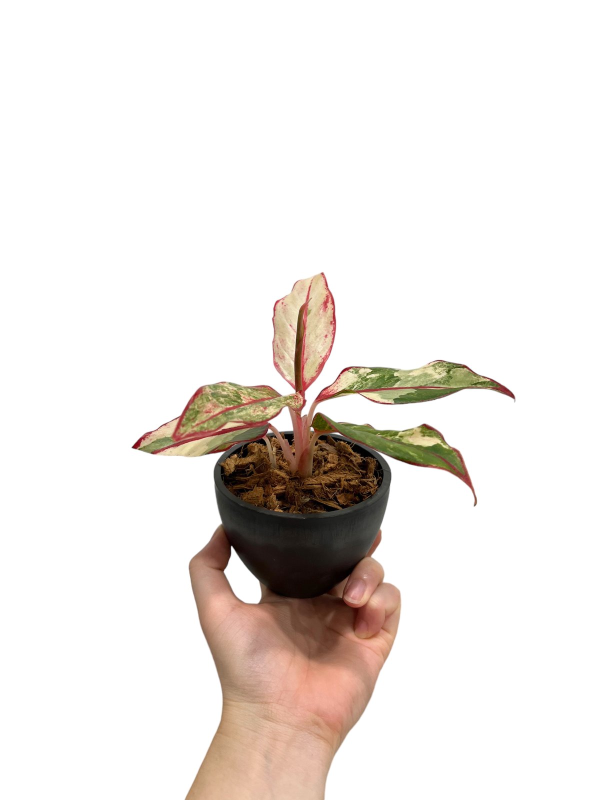アグラオネマ サイアム オーロラ 斑入 「Aglaonema Siam Aurora