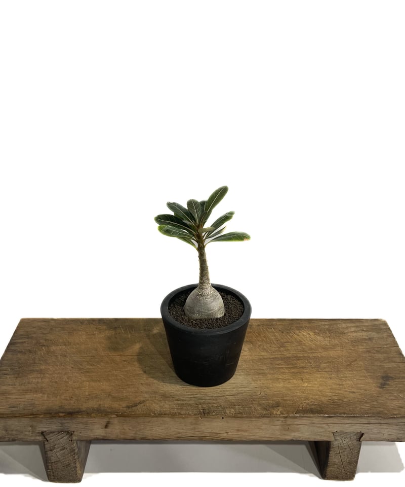 アデニウム ソコトラナム 「Adenium socotranum 」42E-1 | SHOU