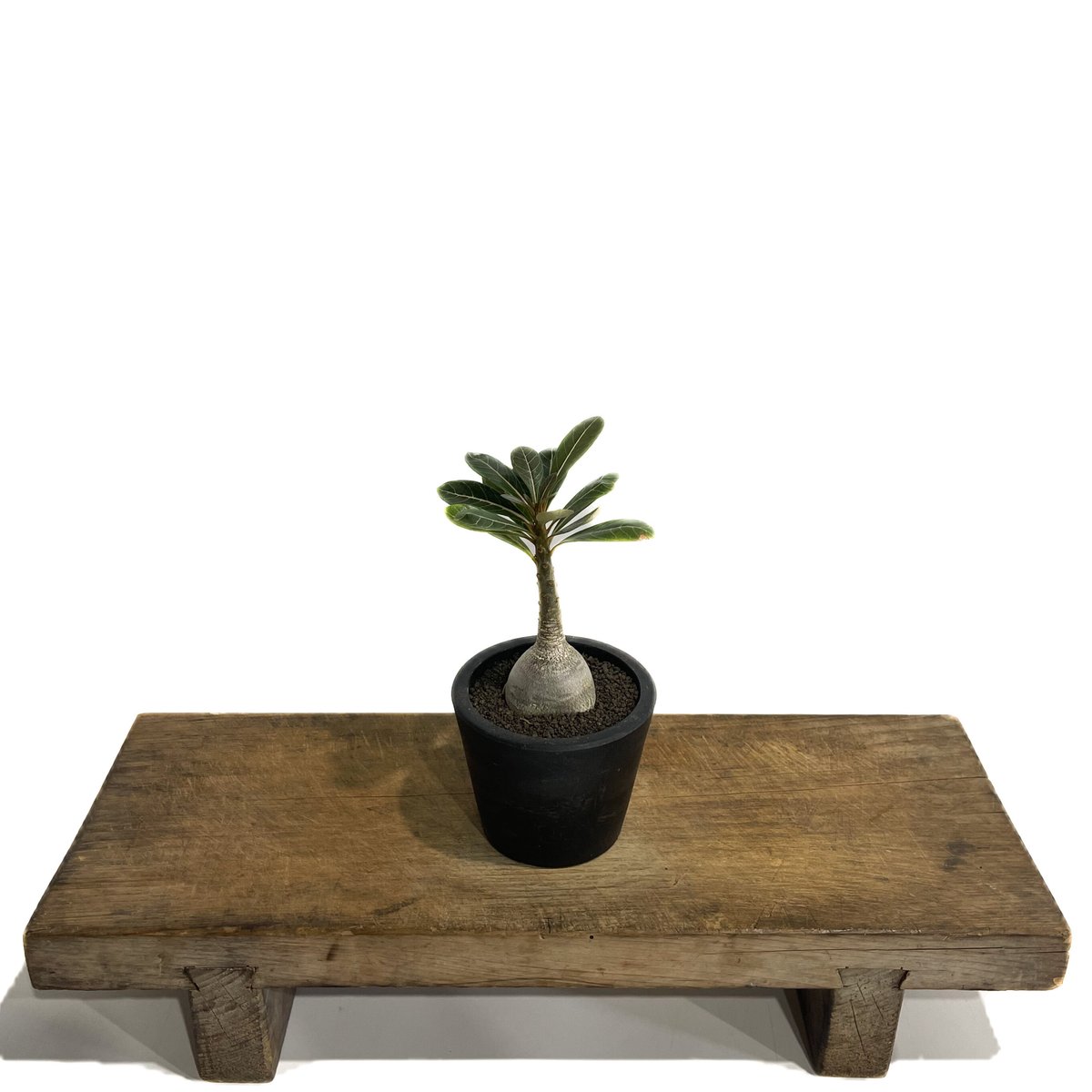 アデニウム ソコトラナム 「Adenium socotranum 」42E-1 | SHOU