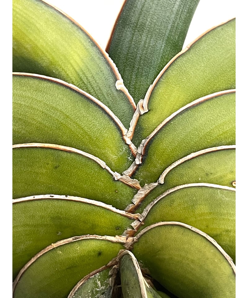 サンセベリア ロリダ 斑入り「Sansevieria rorida var.」6/1-720 サンセベリア ロリダ 斑入り「Sansevieria rorida var.」6/1-720