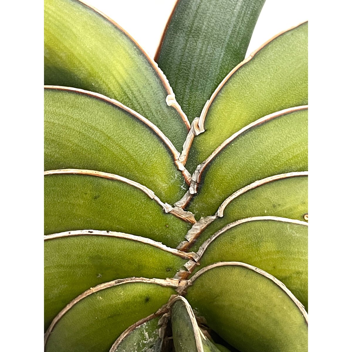 サンセベリア ロリダ 斑入り「Sansevieria rorida var.」6/1-720