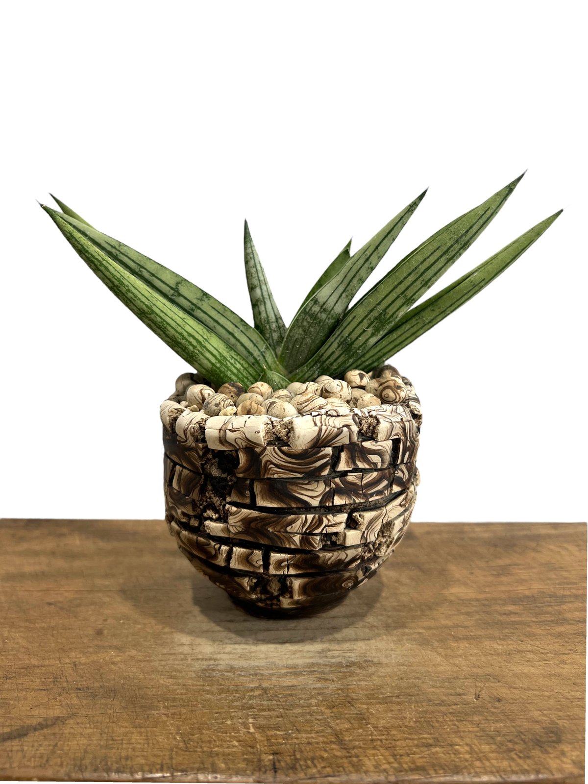 サンセベリア ルーキー + plantsmonsters pot 「Sansevieria R