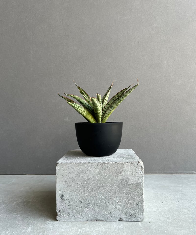 g17 サンスベリア パイフーメイ サンセビリア Sansevieria Pepito (Philippine hybrid)サンセベリア ペピト