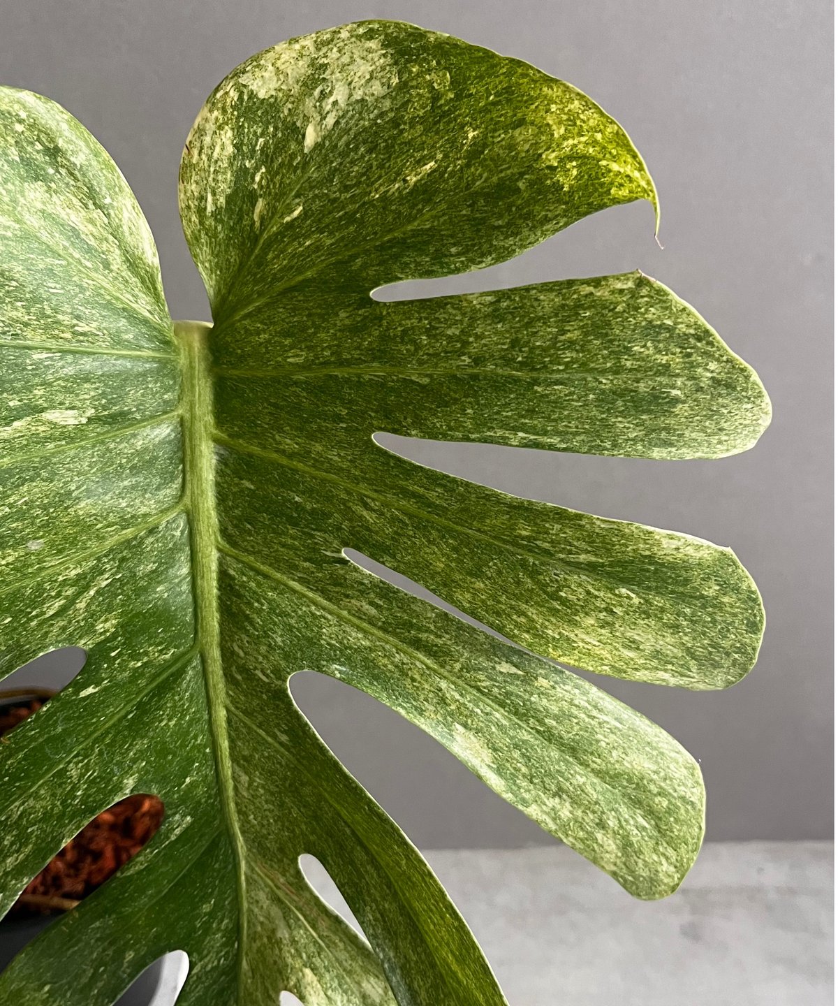 モンステラ プラチナム 「Monstera deliciosa var platinum」54