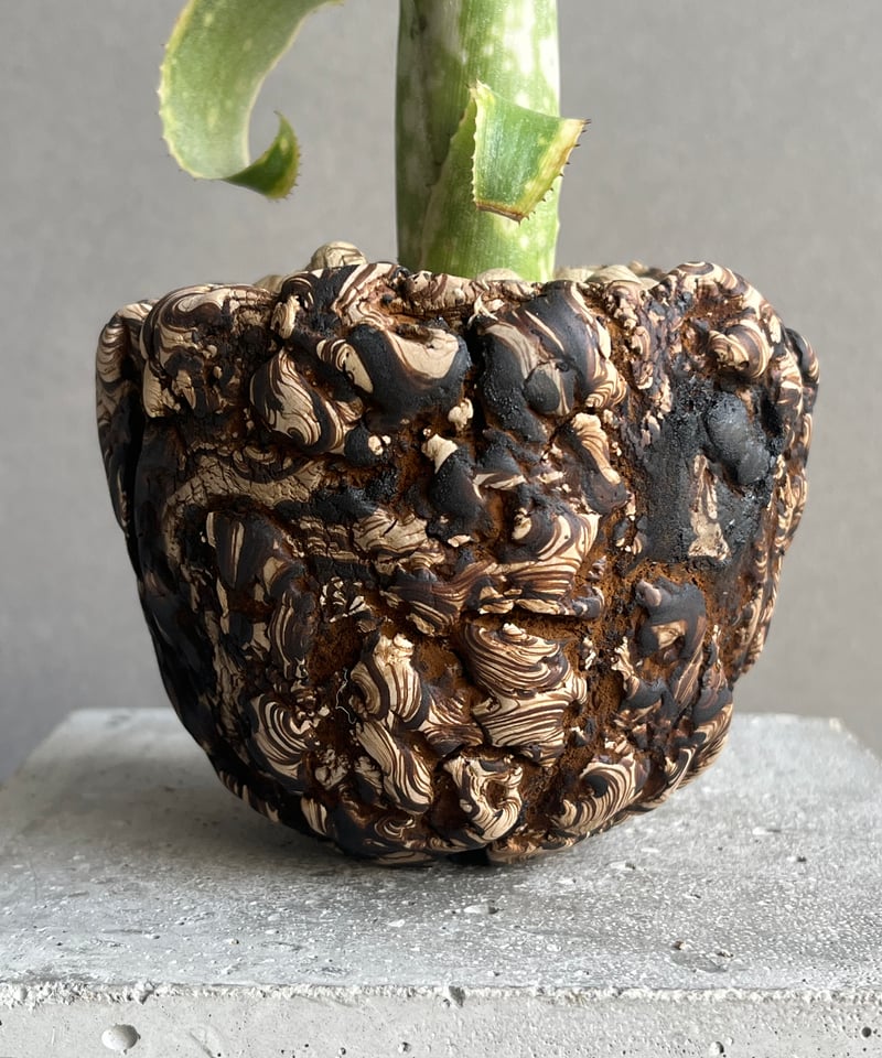 ビルベルギア レプトポーダ + 「plantsmonsters pot Billbergia