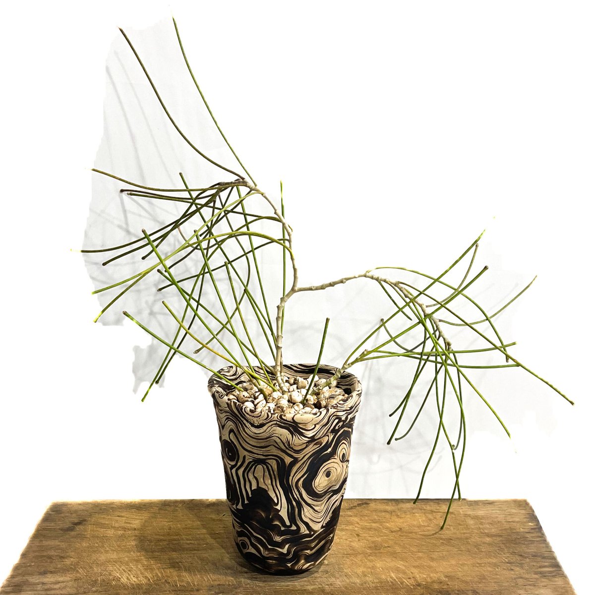 レア ホヤ スパルティオイデス Hoya spartioides ホヤ・スパルティオイデス(Hoya Spartioides) | 希少植物の販売