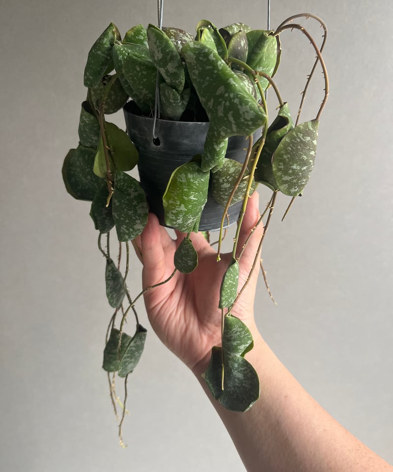 ホヤ インブリカータ 「Hoya imbricata」82R | SHOUCHIKUEN