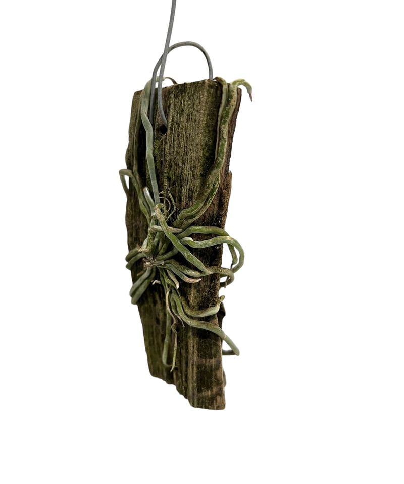 サクラ。 白子筍 4キロ 芝桜（シバザクラ）：トロット4号ポット の通販 | 園芸ネット