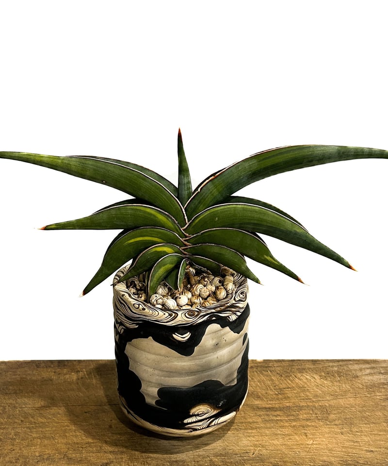 サンセベリア ロリダ 斑入り＋pmp 「Sansevieria rorida var.」11/