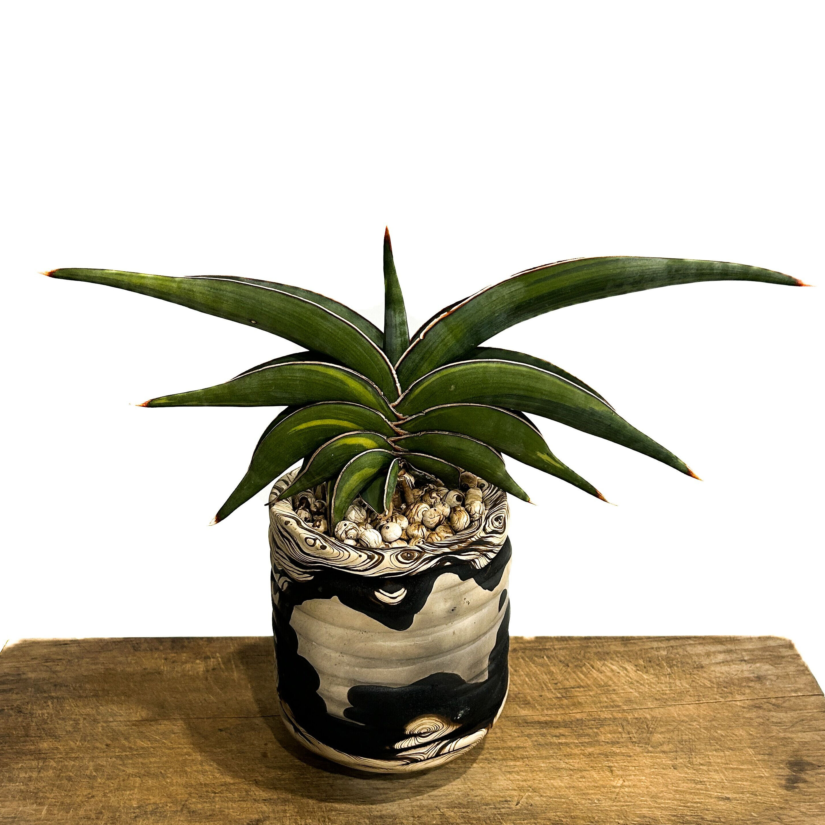 サンセベリア ロリダ 斑入り＋pmp 「Sansevieria rorida var.」11/