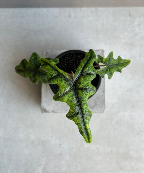 CATEGORY Plants | SHOUCHIKUEN