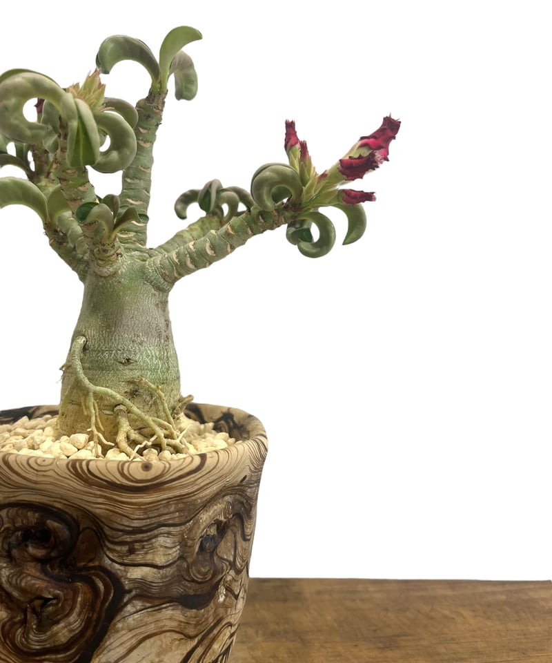 Aeternum Desiderium\"（アエテルヌム・デシデリウム）※取置商品 CURIOSITY 36 T focus ブラック H360mm - YAMAGIWA OnlineStore